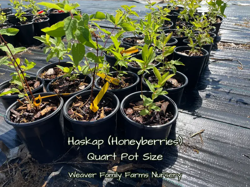 Aurora Haskap – High-Productivity Honeyberry Shrub 2