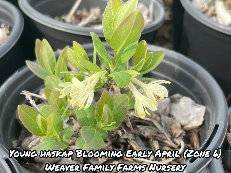 Aurora Haskap – High-Productivity Honeyberry Shrub