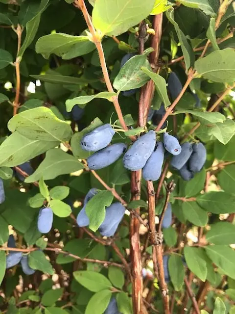 Aurora Haskap – High-Productivity Honeyberry Shrub