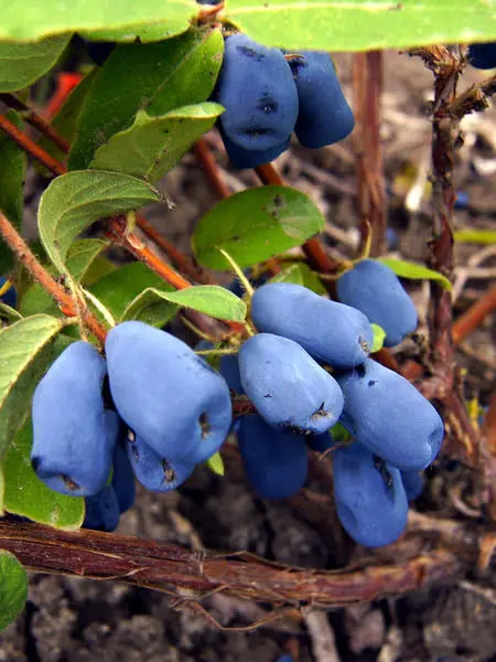 Indigo Treat Haskap Bush – Early-Ripening Honeyberry for Cold Climates
