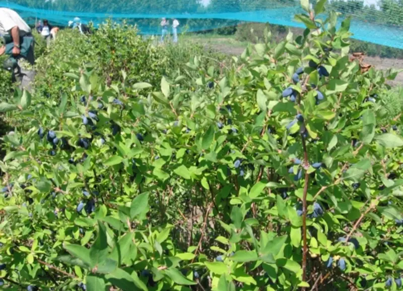Indigo Treat Haskap Bush – Early-Ripening Honeyberry for Cold Climates 2