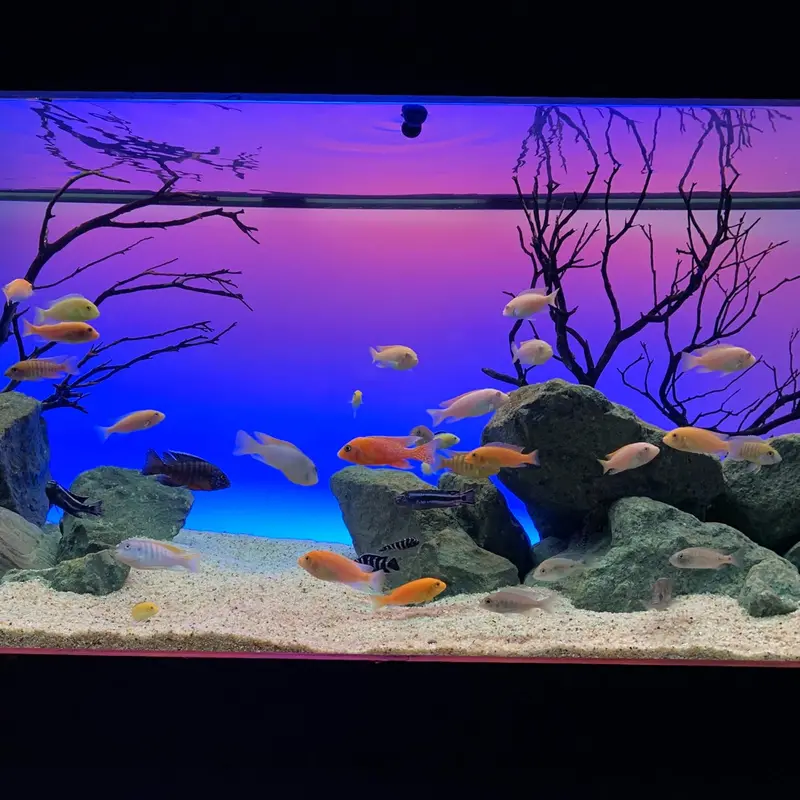 Serene 72" Aquarium Experience Kit – Includes LED Lighting, Backlit Background, Frosted Film & Integrated Speaker (Model 4028)