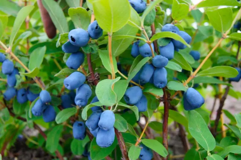 Tundra Haskap – Cold-Adapted Honeyberry Shrub, Zones 3–7