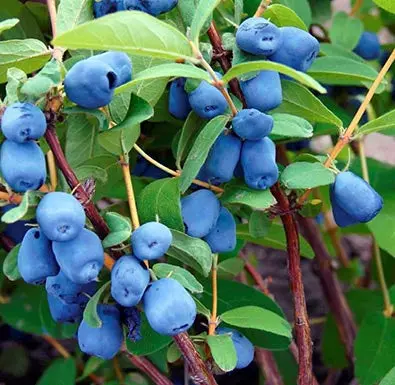 Tundra Haskap – Cold-Adapted Honeyberry Shrub, Zones 3–7