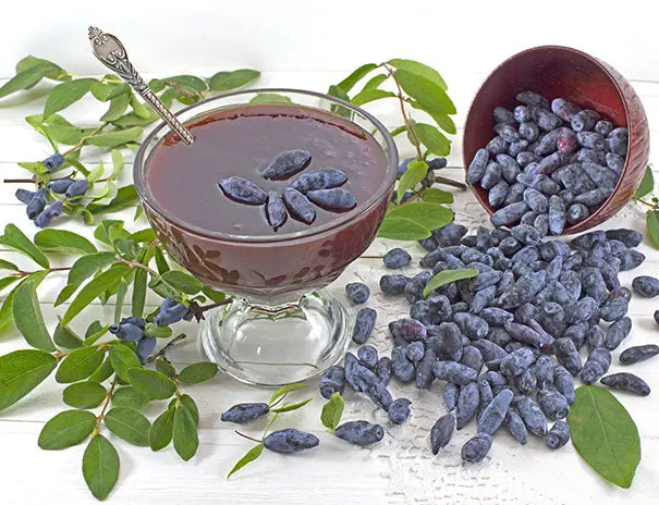 Tundra Haskap – Cold-Adapted Honeyberry Shrub, Zones 3–7